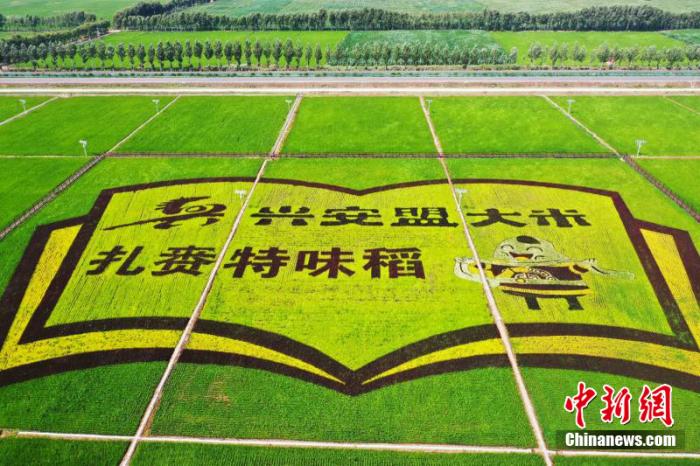 圖為扎賚特旗現(xiàn)代農(nóng)業(yè)產(chǎn)業(yè)園稻田畫。 李碩行 攝影 點擊進(jìn)入下一頁