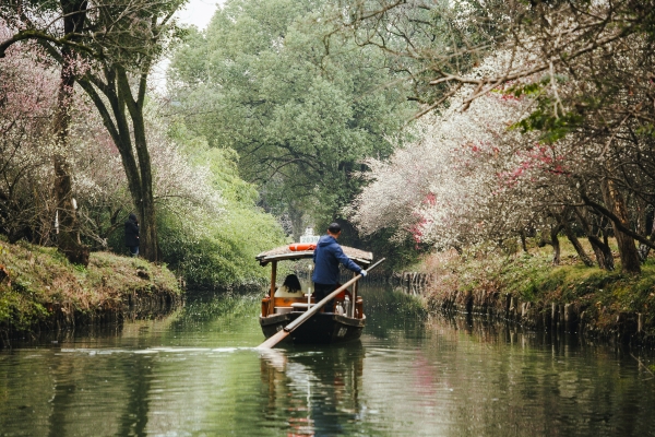 杭州西溪濕地,河岸梅花盛開。圖片來源:視覺中國
